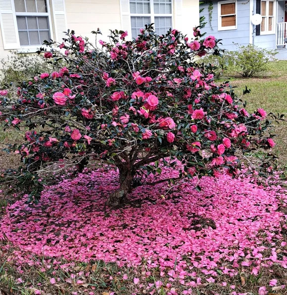 #2 For You - Picture 1 of 1